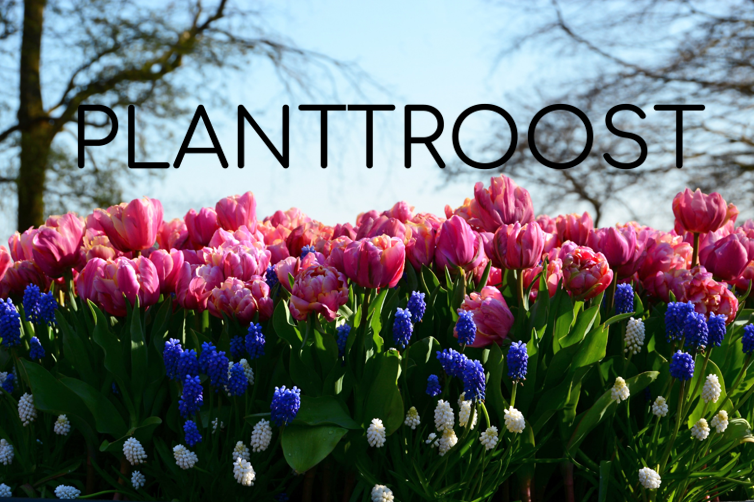 PlantTroost